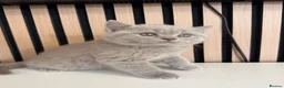 British Shorthair cats for sale: British shorthair kittens - Advert 2