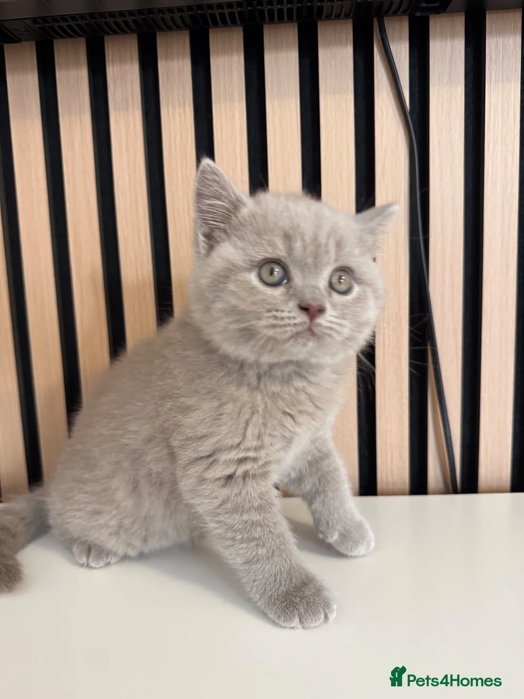 British Shorthair cats for sale: British shorthair kittens - Advert 2