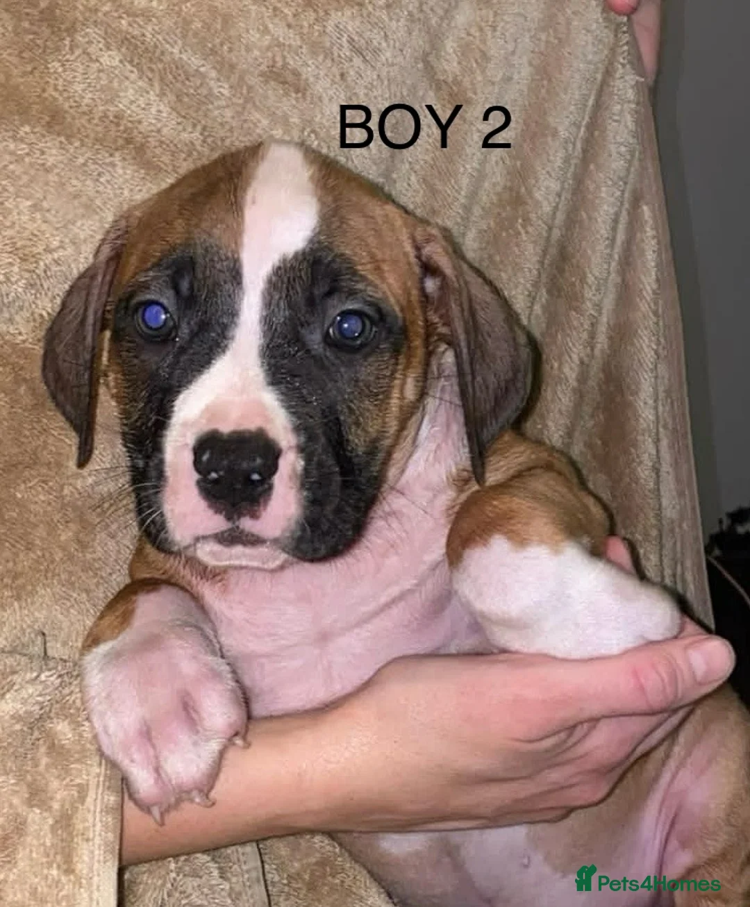 American Bulldog dogs for sale: American bulldog puppies - Advert 4