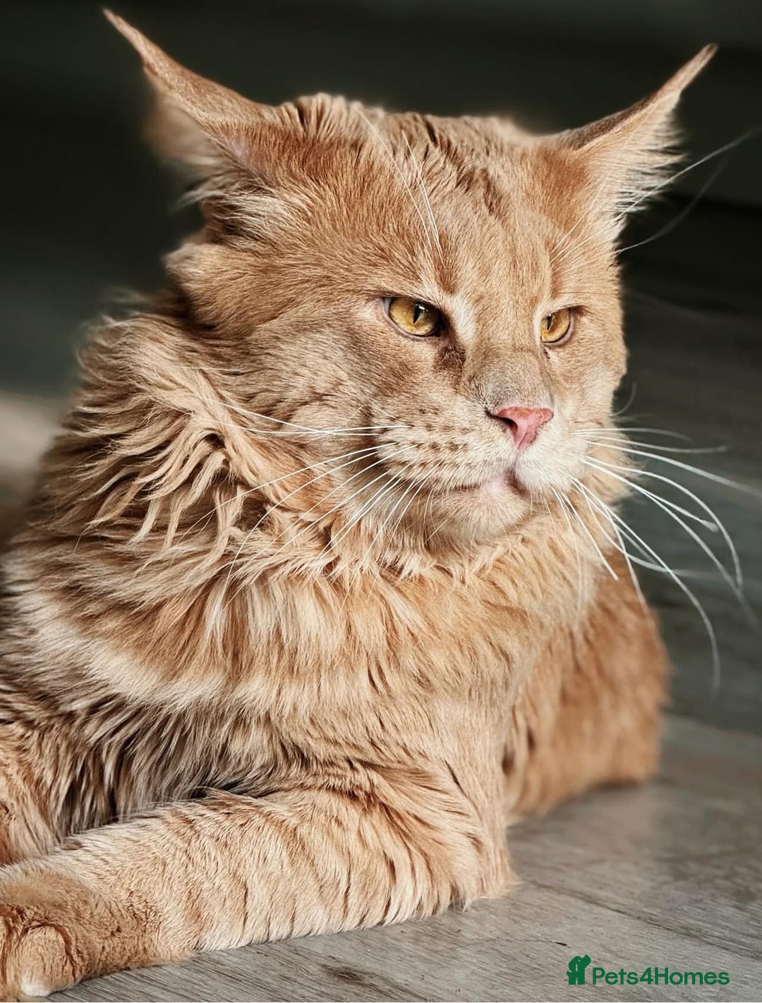 Maine Coon cats for sale: Beautiful GCCF registered main coon Kittens  - Image 14