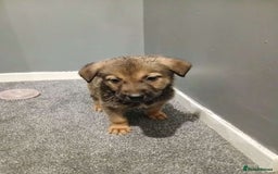 Mixed Breed dogs for sale: German Shepherd x huskita.  - Image 15