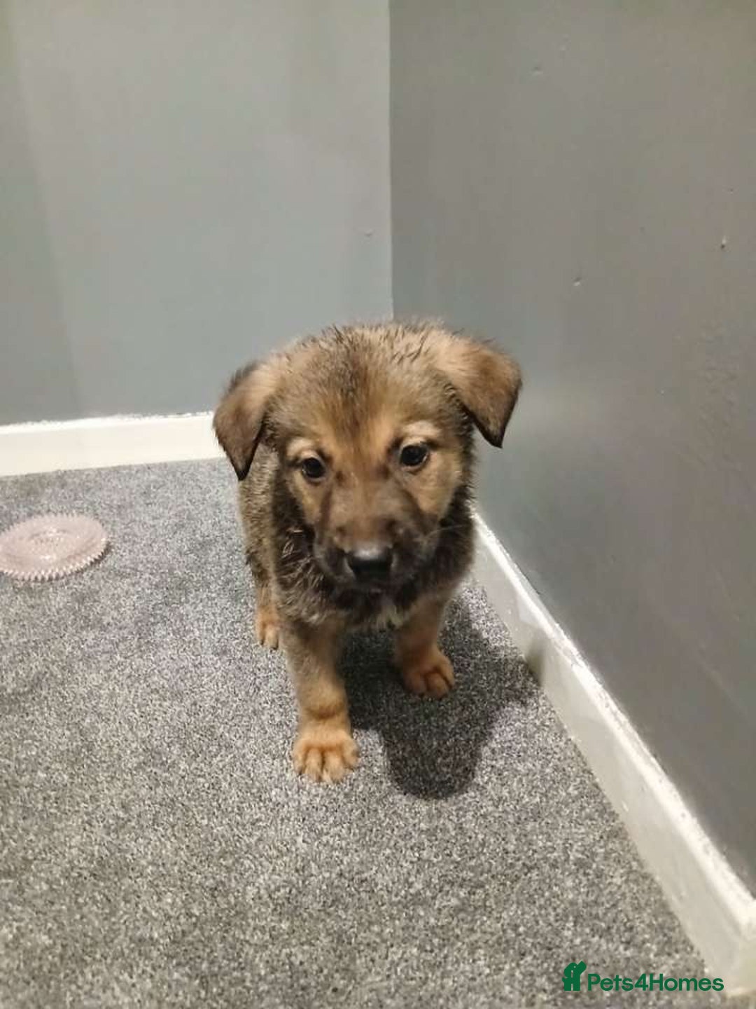 Mixed Breed dogs for sale: German Shepherd x huskita.  - Image 15