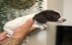 Sprocker dogs for sale: Sprocker puppies  - Image 17