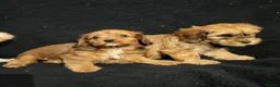Mixed Breed dogs for sale: Cavapoochon puppies  - Advert 11