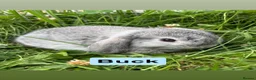 Mini Lop rabbits for sale: Adorable Mini Lop Babies - Advert 5