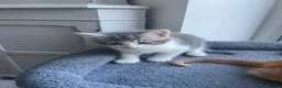 Maine Coon cats for sale: Maine coon crossed kittens for sale - Advert 10