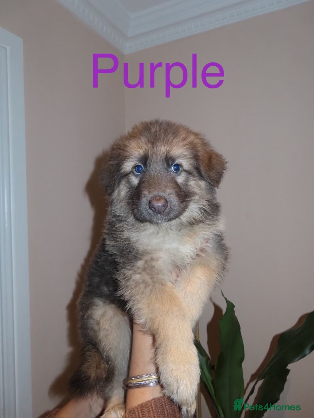 German Shepherd dogs for sale: RARE BLUE/BLACK KC REG GSD PUPS 💙 🐾 - Image 2