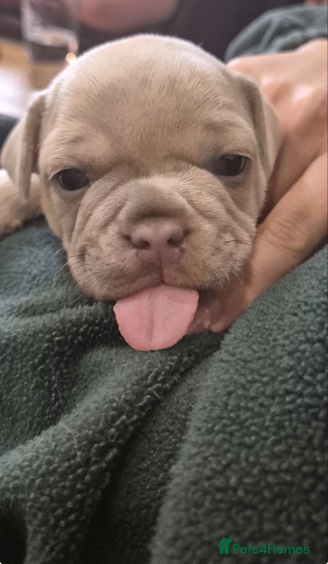 French Bulldog dogs for sale: Beautiful Frenchie babies-4 weeks free insurance - Image 14