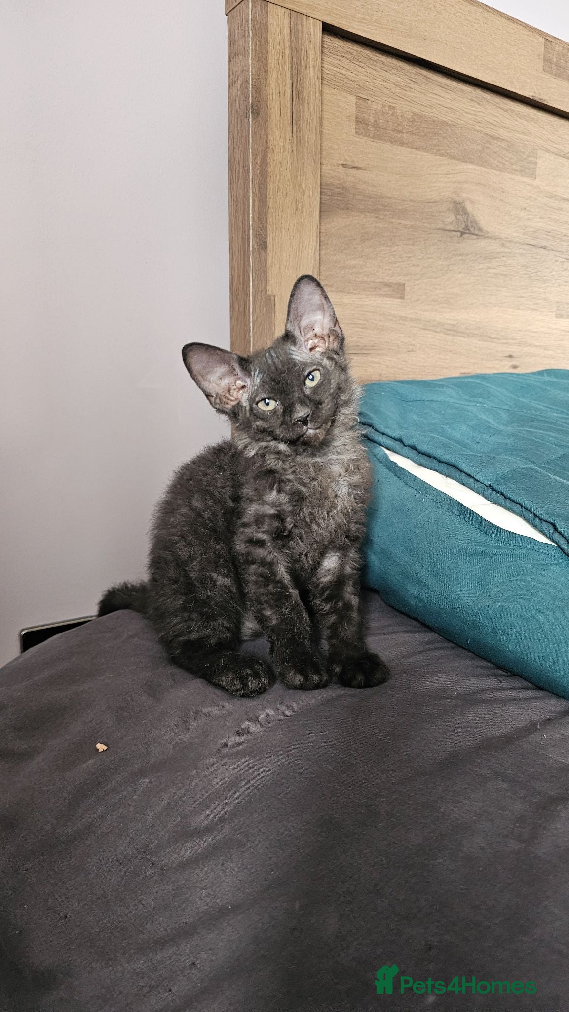 Sphynx cats Rare Sphynx/Bambino x Donskoy kittens  - Advert 10