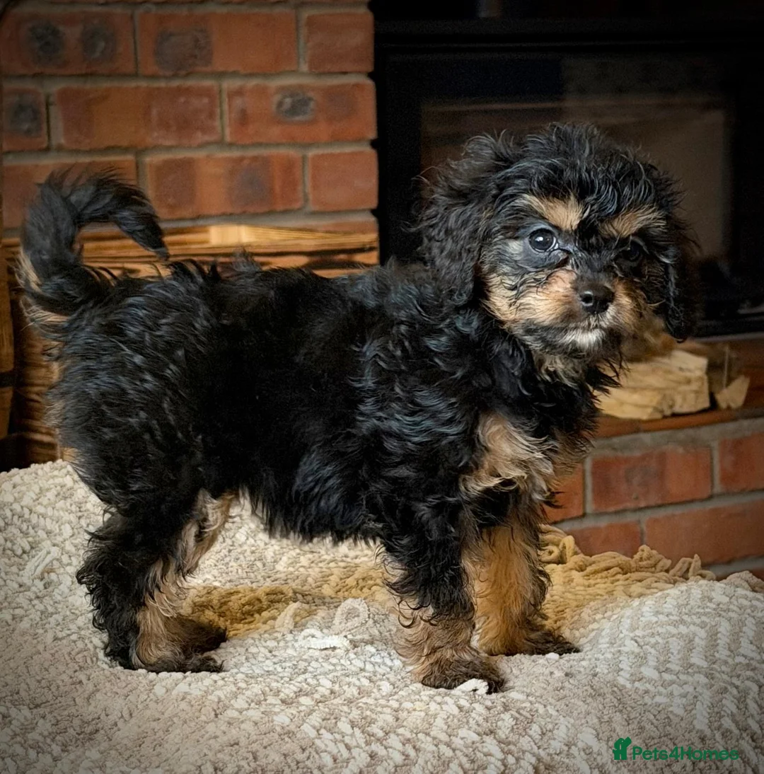 Cavapoo dogs for sale: READY NOW💕Cavapoo  girl  phantom Black and Tan  - Advert 14