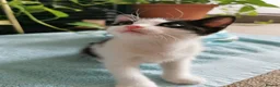 European cats for sale: A male kitten looking for loving home  - Advert 3
