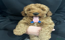 Labradoodle dogs for sale: Miniature Labradoodle  - Advert 11