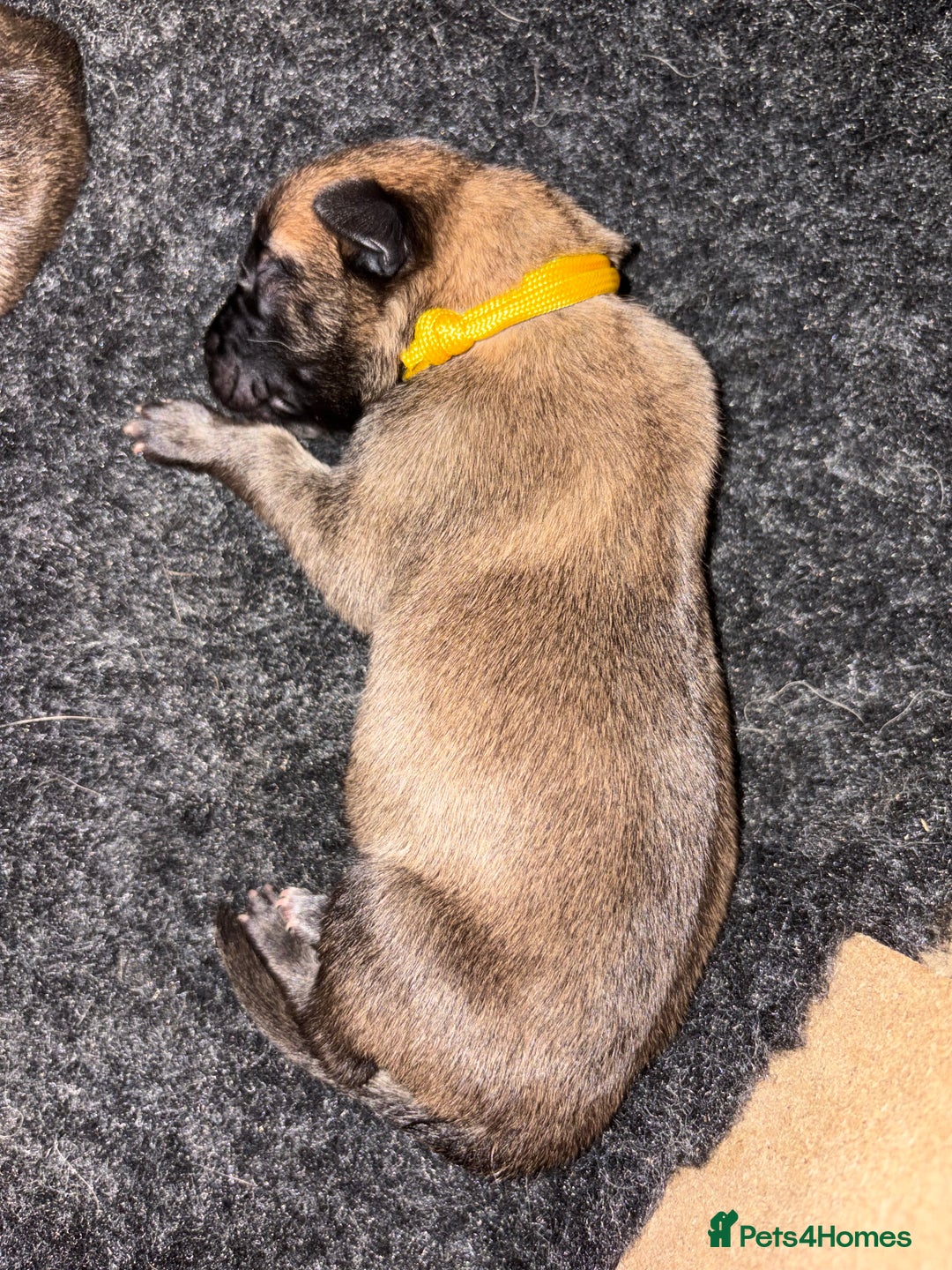 Mixed Breed dogs for sale: Belgium Malinois x Dutch Herder Puppies - Advert 2