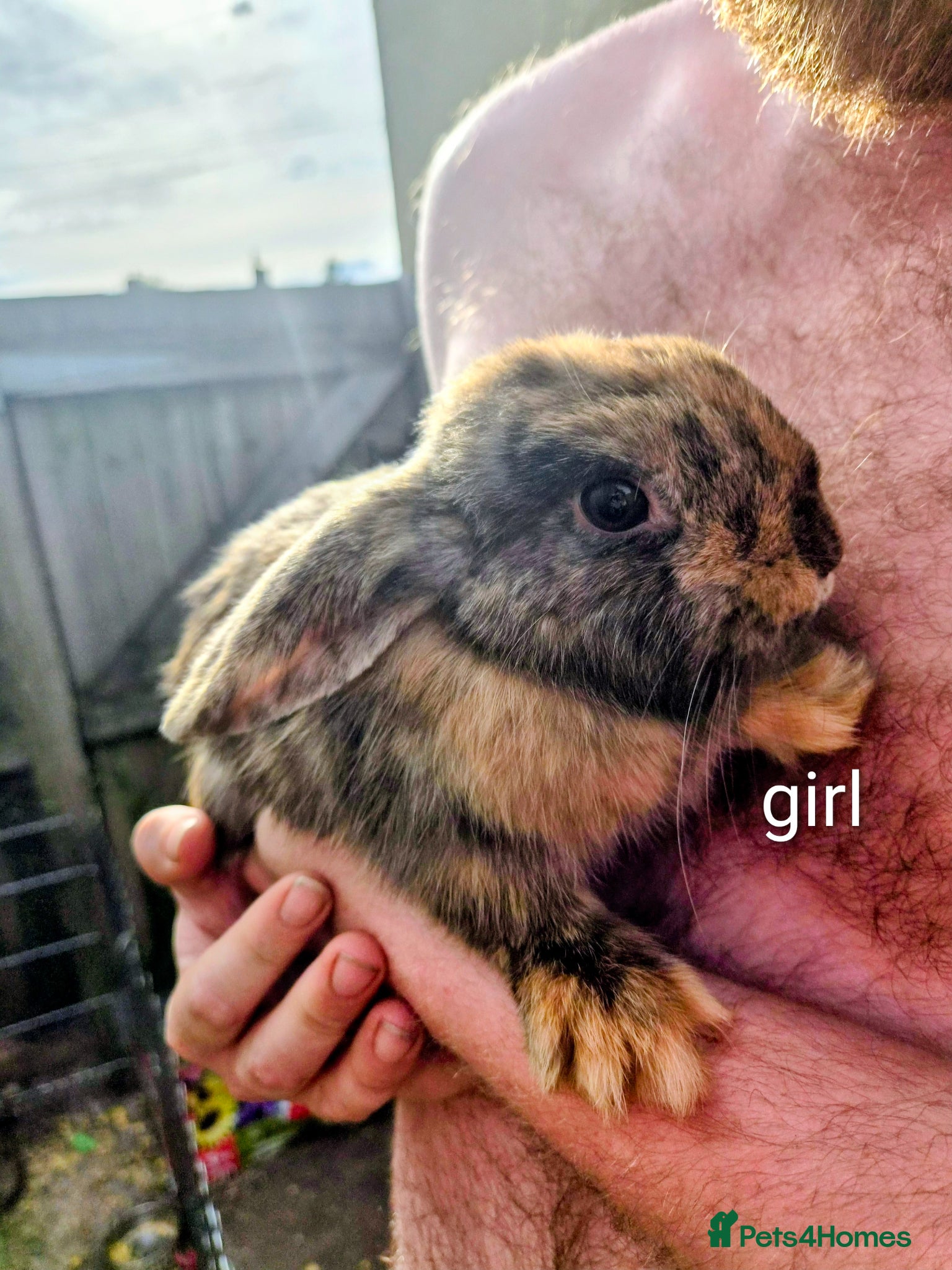 Mini Lion Lop rabbits 2 lionhead lops for sale - Advert 9