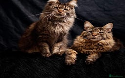 Maine Coon cats for sale:  GCCF Champion Title Maine Coon - Image 2