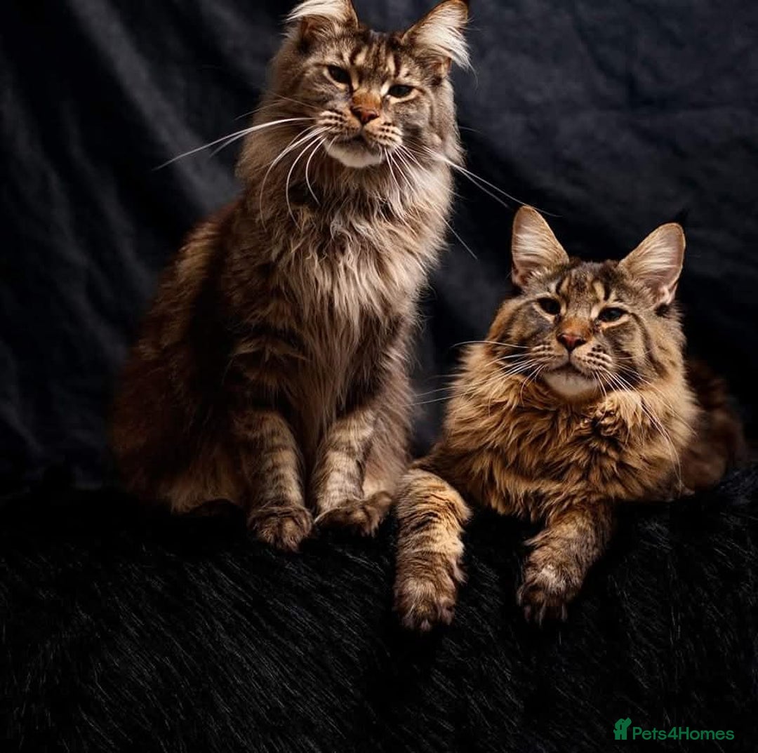 Maine Coon cats for sale:  GCCF Champion Title Maine Coon - Image 2