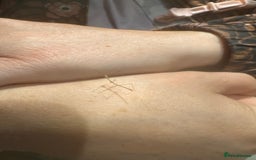 Stick Insects invertebrates for sale: Vietnamese stick insects  - Image 1