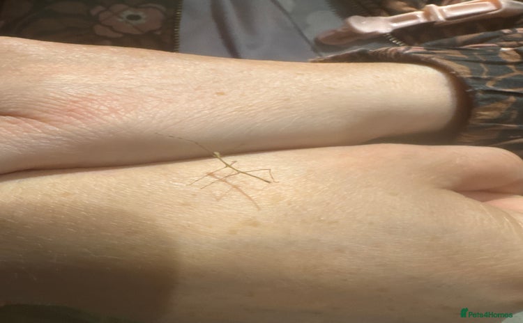 Stick Insects invertebrates - Advert 4