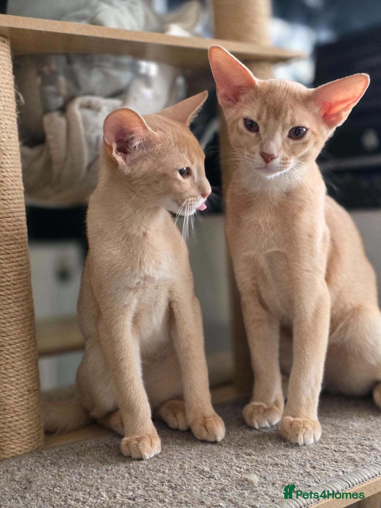 Abyssinian cats for sale: Beautiful Aby kitten just 2 left - Advert 3
