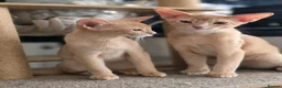Abyssinian cats for sale: Beautiful Aby kitten just 2 left - Advert 1