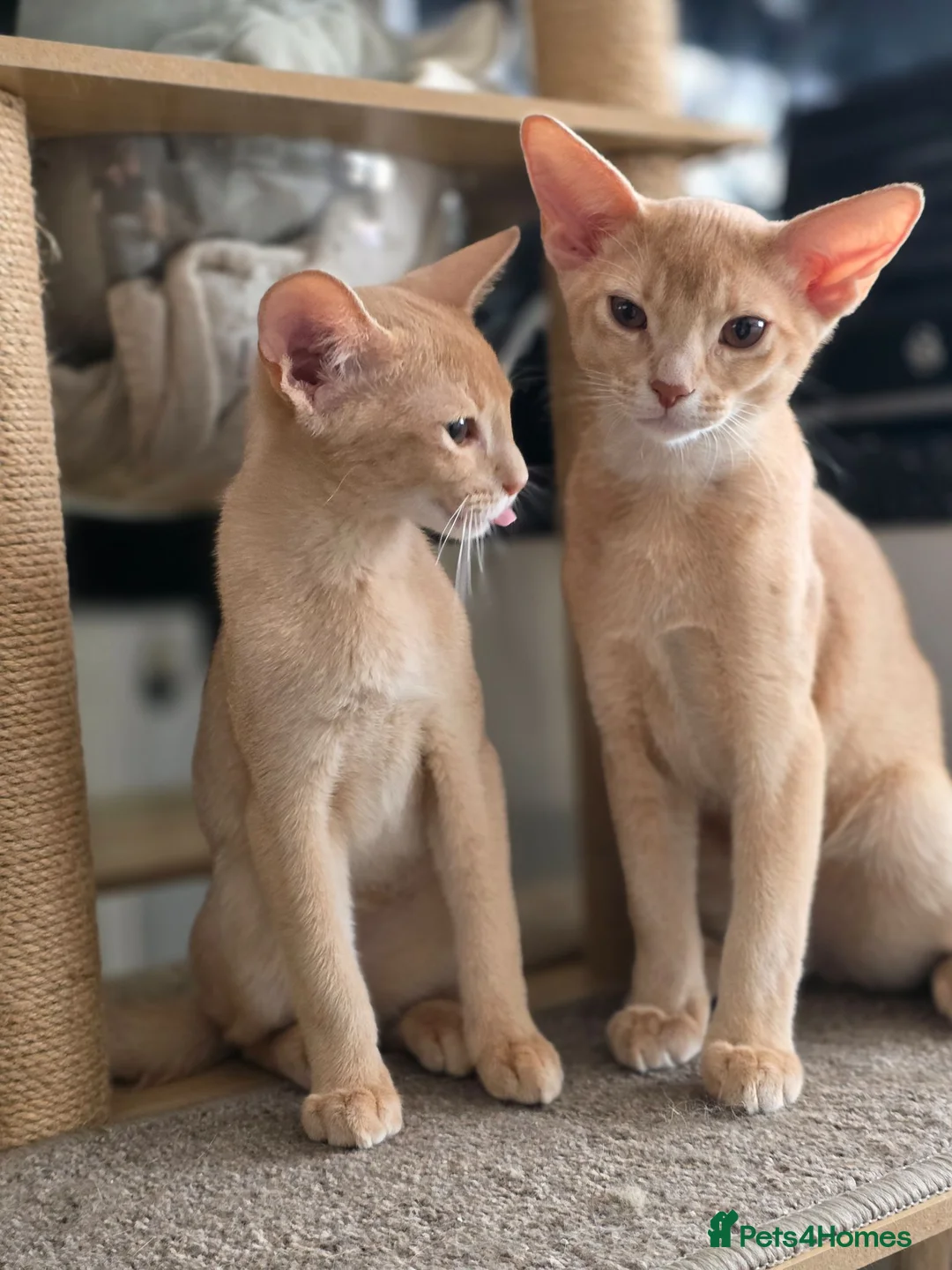 Abyssinian cats for sale: Beautiful Aby kitten just 2 left - Advert 1