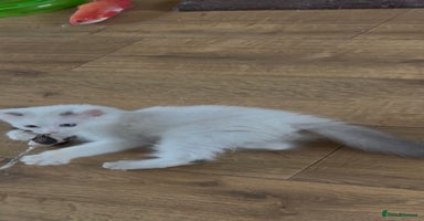Ragdoll cats - Advert 11