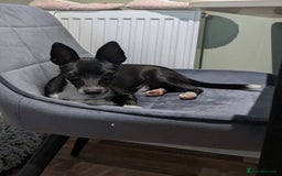 Mixed Breed dogs for sale: Italian Greyhound / Min Pin Mix - 1 Year Old Boy - Image 3