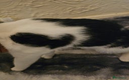 Mixed Breed cats for sale: Half spyhnx half calico  - Image 8