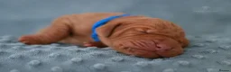 Hungarian Vizsla dogs for sale: High Quality Hungarian Vizsla Puppies - 2 boys - Advert 12