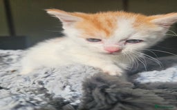 Mixed Breed cats for sale:  🐾 Adorable Kittens Ready for Loving Homes 🐾 - Image 16
