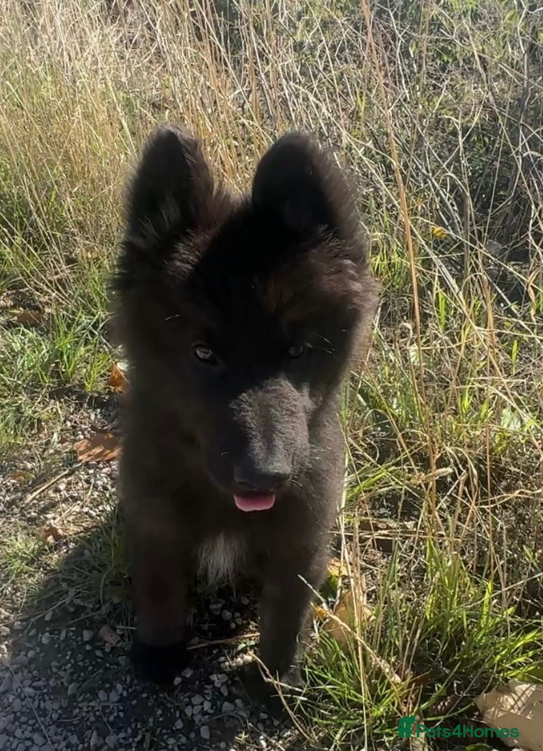 German Shepherd dogs for sale: Ready to go German Shepherd Alsatian puppies - Image 8