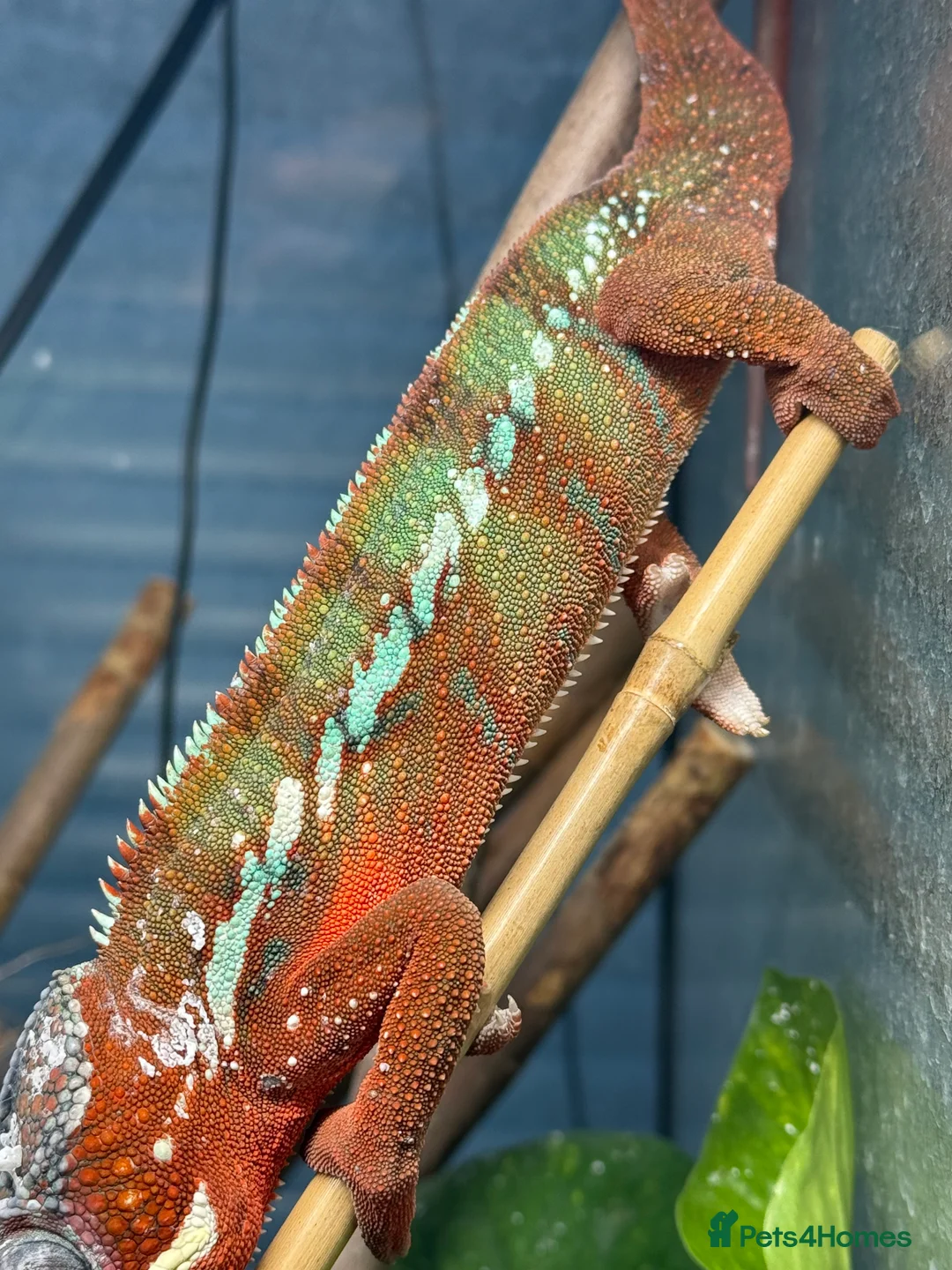Chameleon reptiles for sale: Chameleons ambilobe - Advert 31