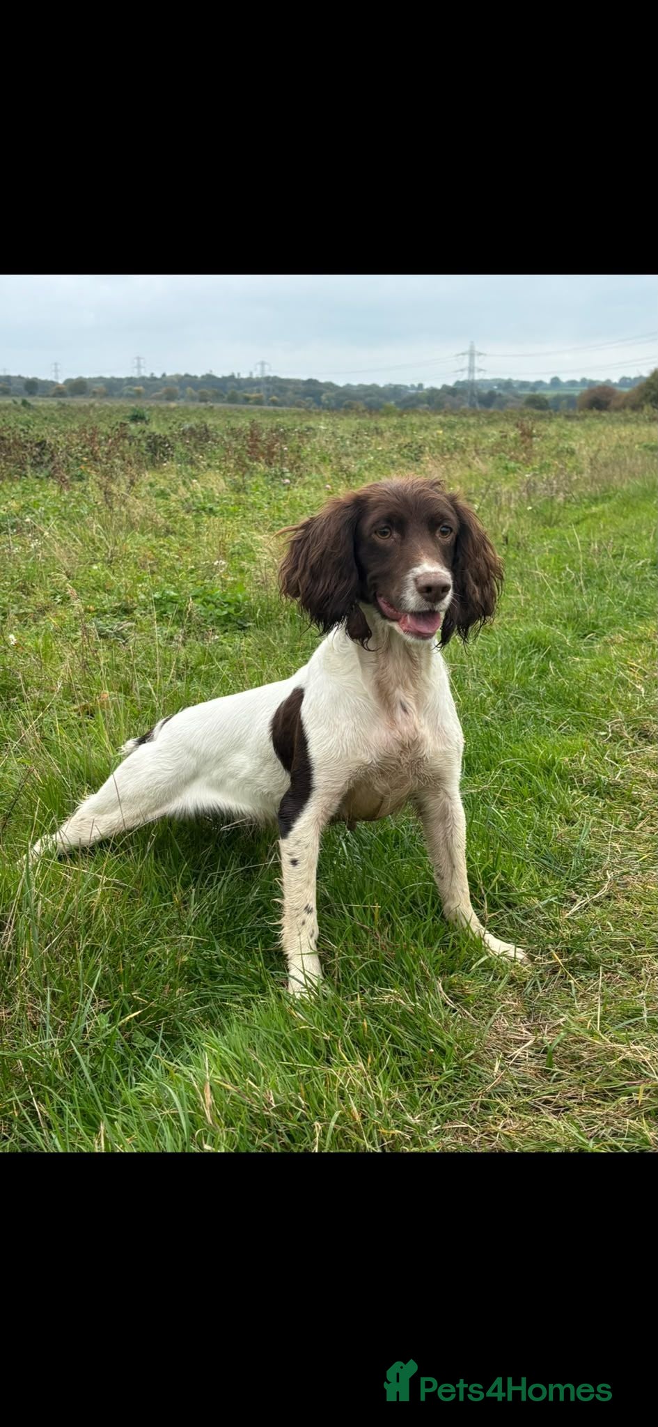 English Springer Spaniel dogs English springer spaniels puppies  - Advert 1