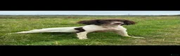 English Springer Spaniel dogs for sale: English springer spaniels puppies  - Advert 1