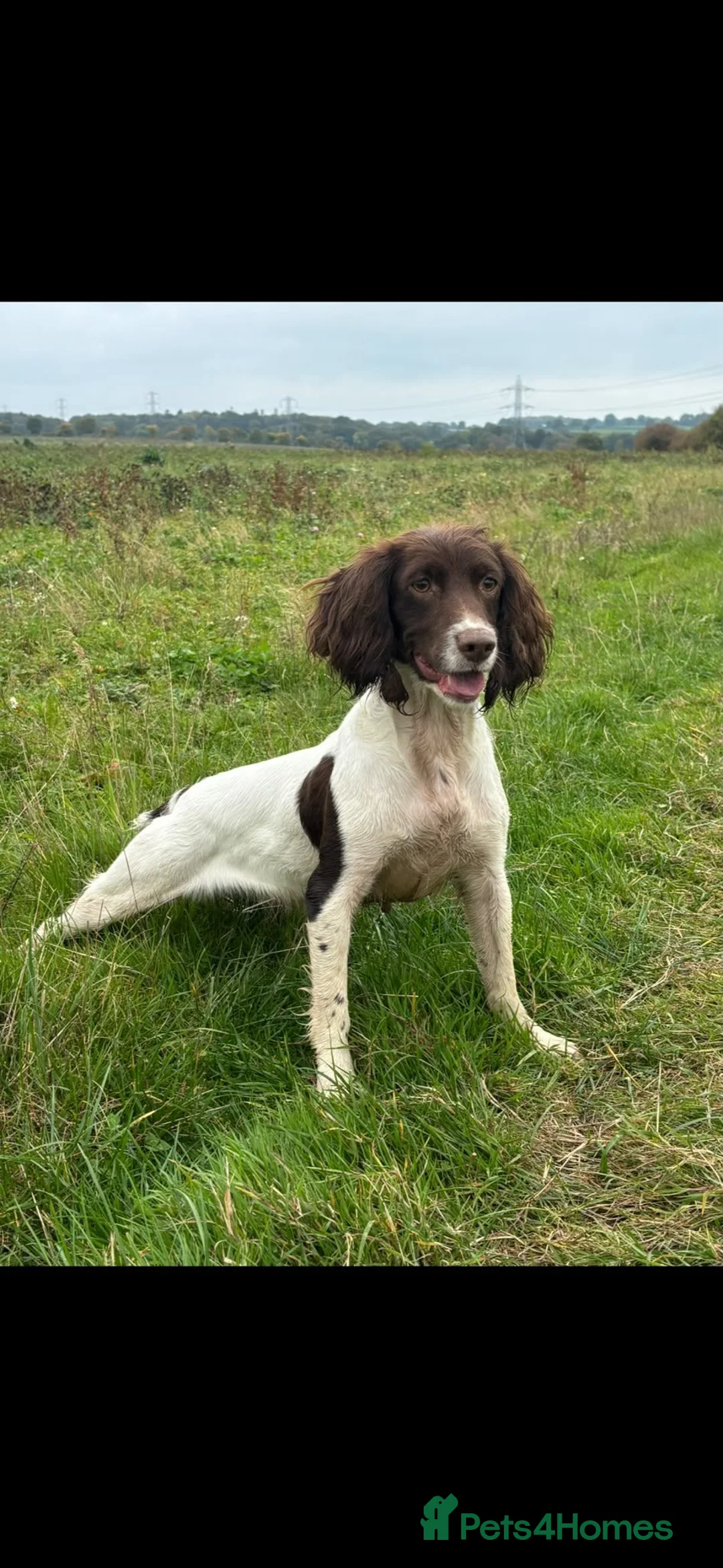 English Springer Spaniel dogs for sale: English springer spaniels puppies  - Advert 1