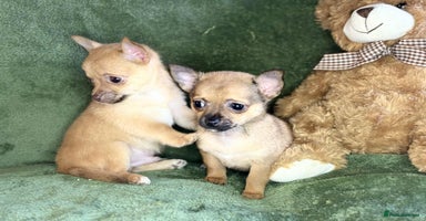 Chihuahua dogs - Advert 3