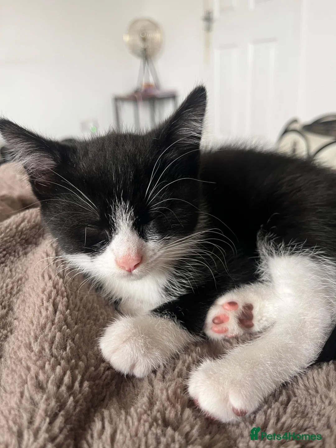 Mixed Breed cats for sale: 2 male & 1 female kitten ready to leave now  - Advert 1