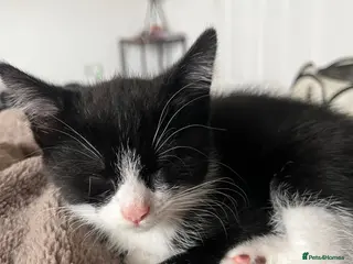 Mixed Breed cats 2 male & 1 female kitten ready to leave now - Advert 5
