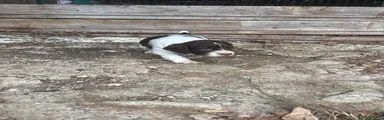 English Springer Spaniel 2