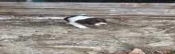 English Springer Spaniel dogs for sale: Beautiful intelligent springer puppies  - Advert 6