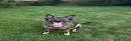 German Shepherd dogs for sale: Male German shepherd 7years - Advert 9