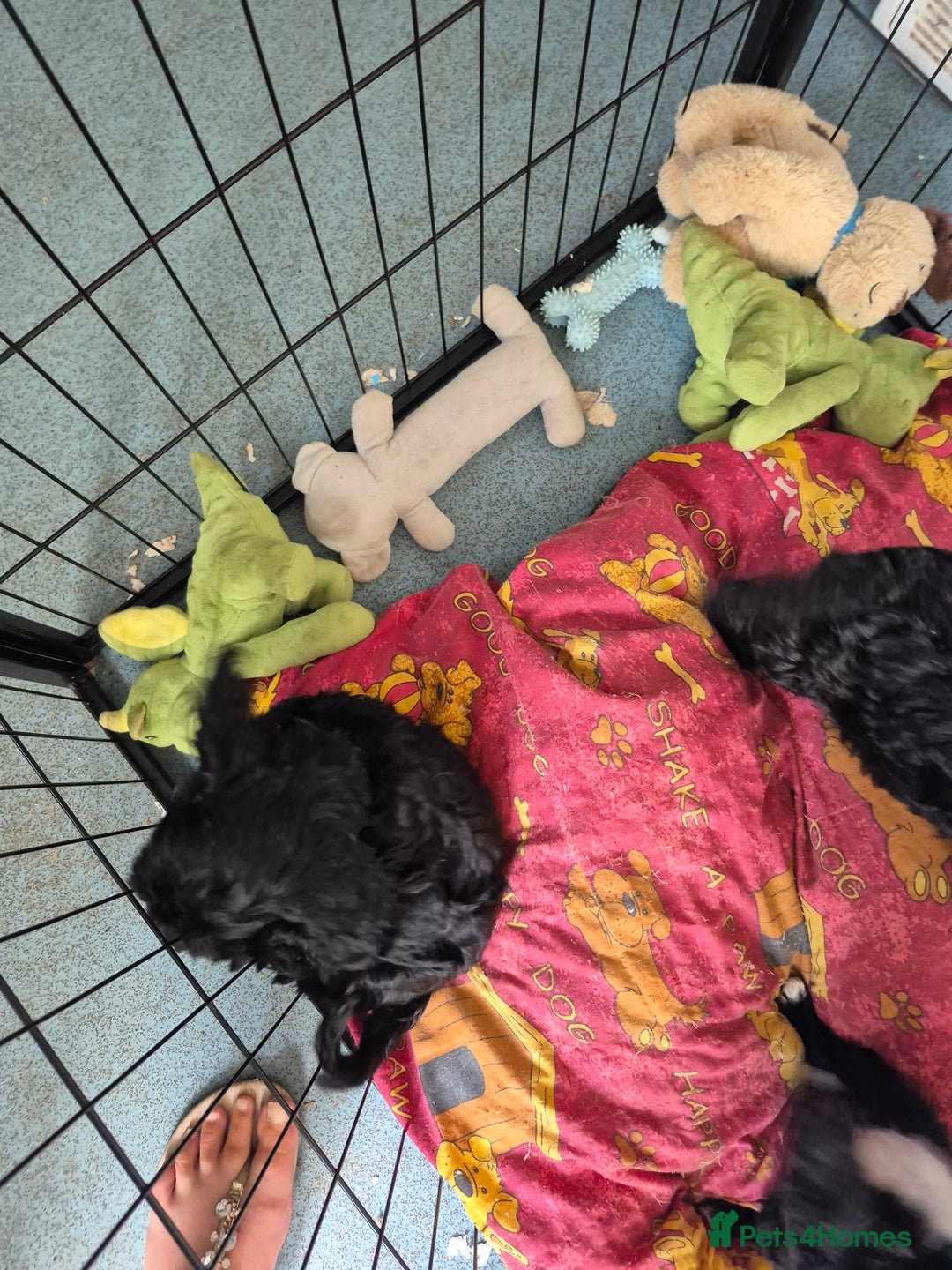 Mixed Breed dogs for sale: Black cockapoo - Image 6