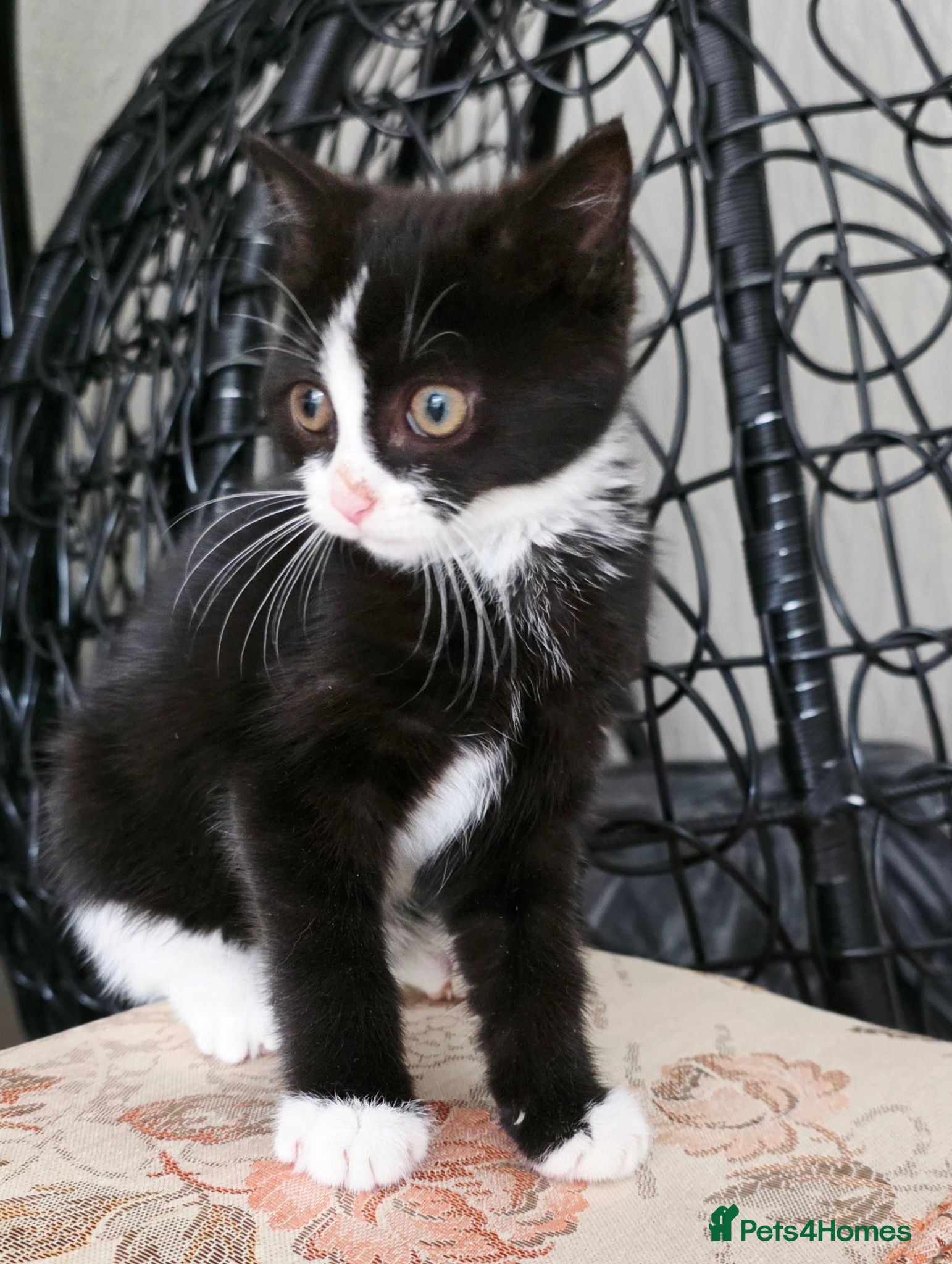 Mixed Breed cats Female kitten looking for a loving forever home!❤️ - Advert 1