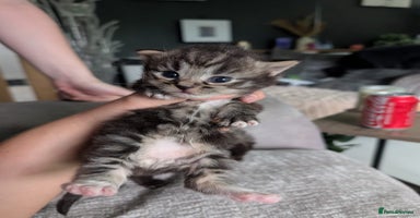 Mixed Breed cats - Advert 12