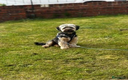 Mixed Breed dogs for sale: Looking for forever home  - Image 1
