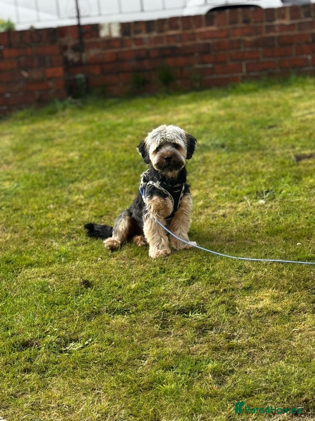 Mixed Breed dogs for sale: Looking for forever home  - Image 1