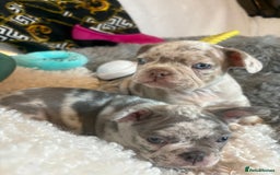 French Bulldog dogs for sale: Stunning Newshade French Bulldog Puppies - Image 8