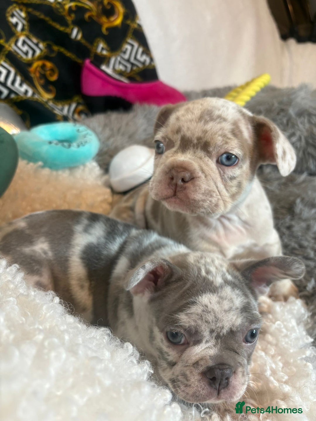 French Bulldog dogs for sale: Stunning Newshade French Bulldog Puppies - Image 8