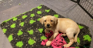 Labrador Retriever dogs - Advert 4