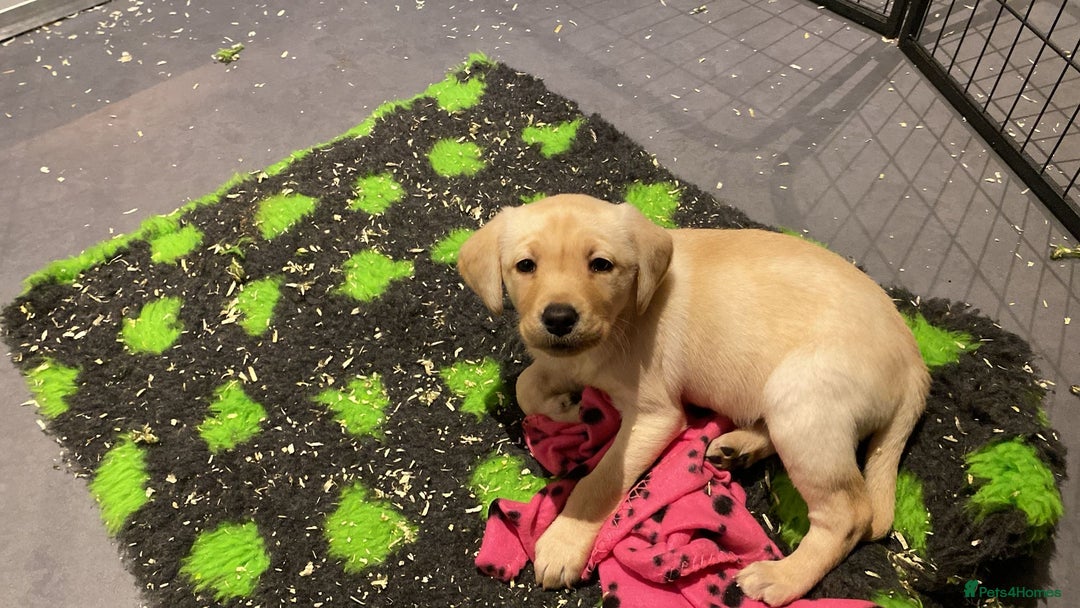 Labrador Retriever dogs for sale: Yellow and Labrador puppiea - Advert 2